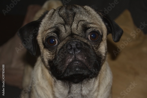 portrait of pug