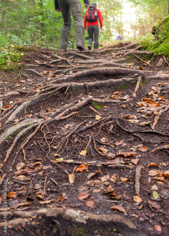 Fototapeta premium Wandern über Wurzeln