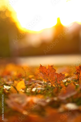 Buntes Laub im Herbst, goldene Blätter am Abend bei Sonnenschein im Gegenlich