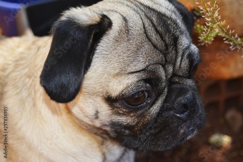 pug in front of black background