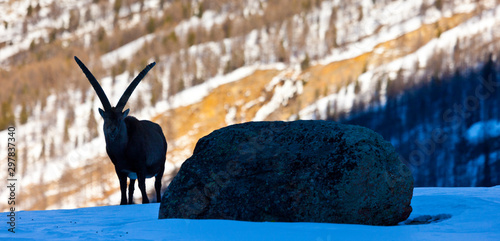 Alpine ibex (Capra ibex), Ibice de los Alpes photo