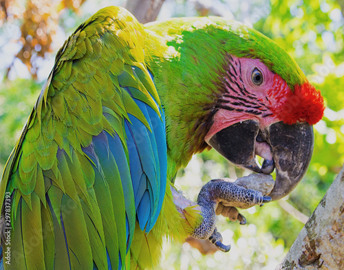 Colorful parrot holding rock with its foot photo