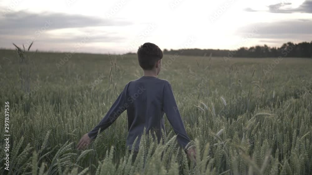 happy boy runs through a wheat field and rejoices at sunset back view happy boy runs through a wheat field and rejoices at sunset back view