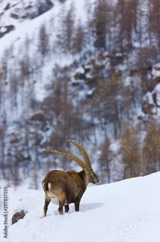Alpine ibex (Capra ibex), Ibice de los Alpes © JUAN CARLOS MUNOZ