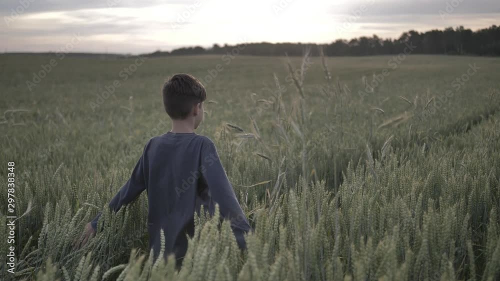 happy boy runs through a wheat field and rejoices at sunset back view happy boy runs through a wheat field and rejoices at sunset back view