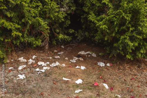 Human excrements and toilet paper tissues in a natural area photo