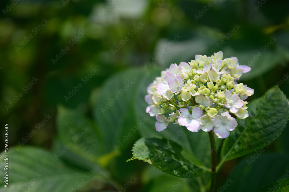 紫陽花 紫陽花
