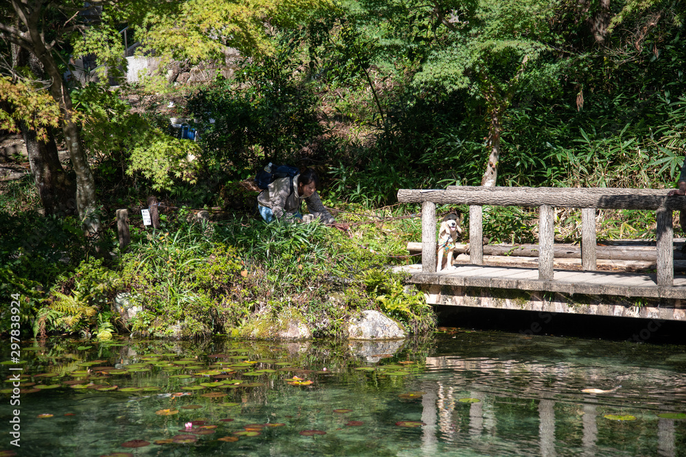 Obraz premium 岐阜_モネの池_ゴールデンレトニエル