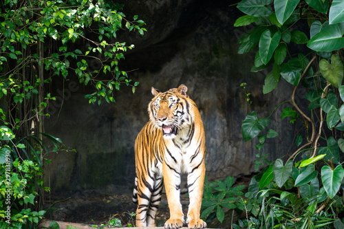 Fototapeta Naklejka Na Ścianę i Meble -  An elegant Bengal tiger in natural jungle during hunting. Animal portrait photo, eye and face focus.