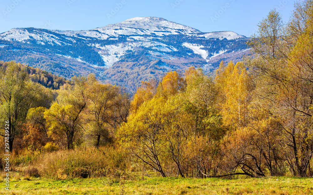 Scenic view of autumn nature, indian summer. Yellow trees and a snowy mountain peak.
