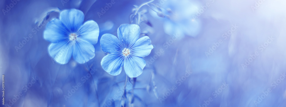 Fototapeta Piękna granica z lnem kwitnie na abstrakcjonistycznym błękitnym tle. Wiosna w tle kwiatów. Selektywne ustawianie ostrości