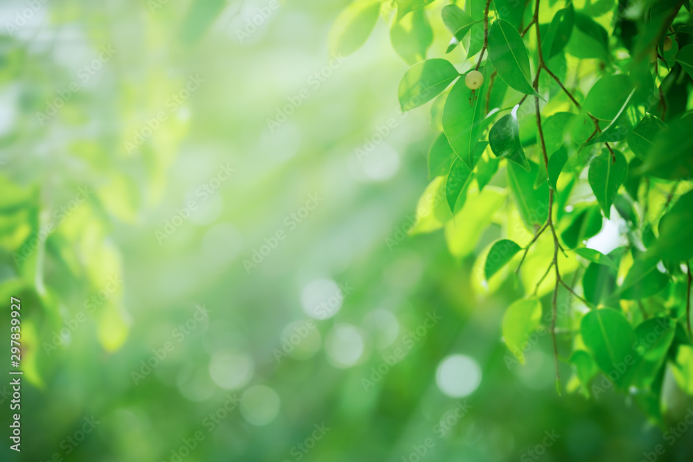Green leaf on blurred greenery background. Beautiful leaf texture in sunlight. Natural background. close-up of macro with free space for text. Green leaf on blurred greenery background. Beautiful leaf texture in sunlight. Natural background. close-up of macro with free space for text.