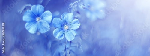Beautiful border with flax flowers on an abstract blue background. Spring floral background. Selective focus