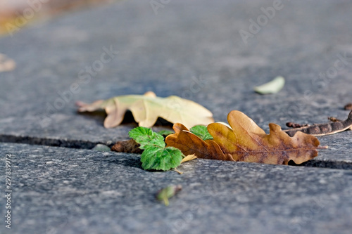 Brown oak leaves and green leaf on background o concrete gap