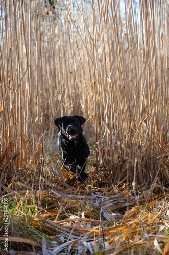 Dog running through long grass