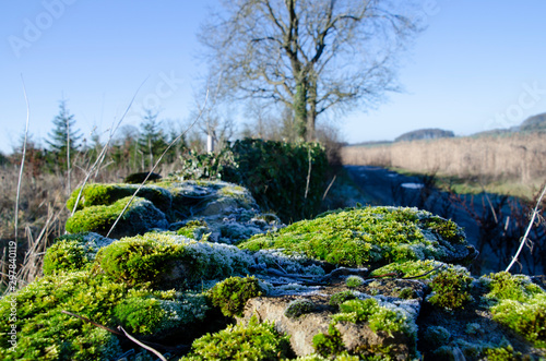 Moss covered wall