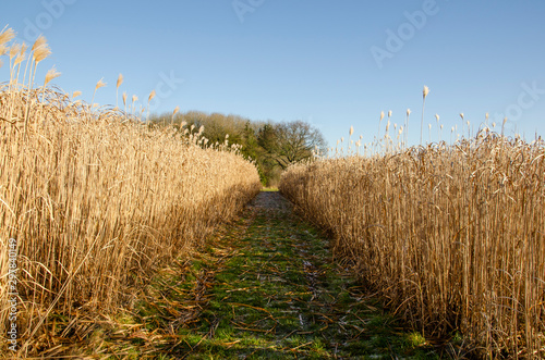 Field of tall grass