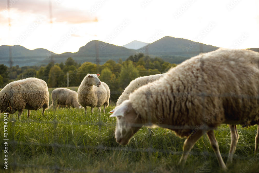Fototapeta premium Sheep and Lamb in Free Range Field in Adirondack Mountains, Organic farm on Mountainside 