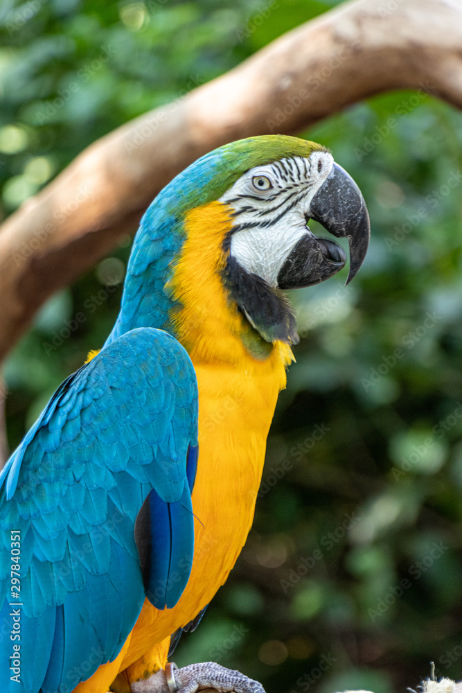 Arara Canindé Azul a Amarela