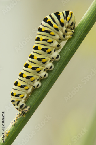 Closeup of caterpillar after molting