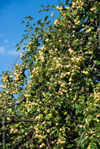 Ripe apples on the trees