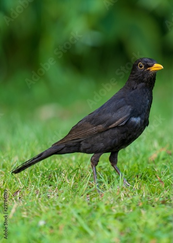 Amsel scheinbar posierend für Detailaufnahme