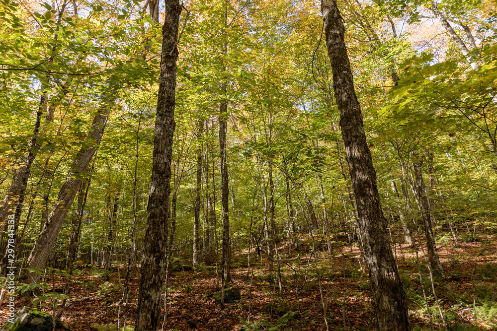 Fototapeta premium Forest in Algonquin National Park. Ontario. Canada