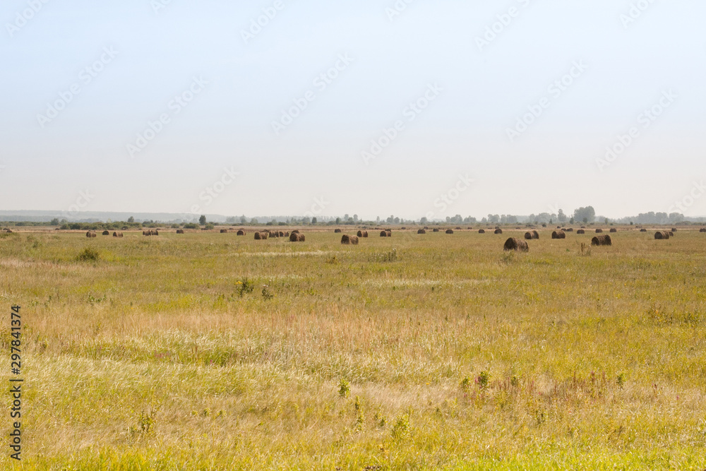 herd of cows herd of cows