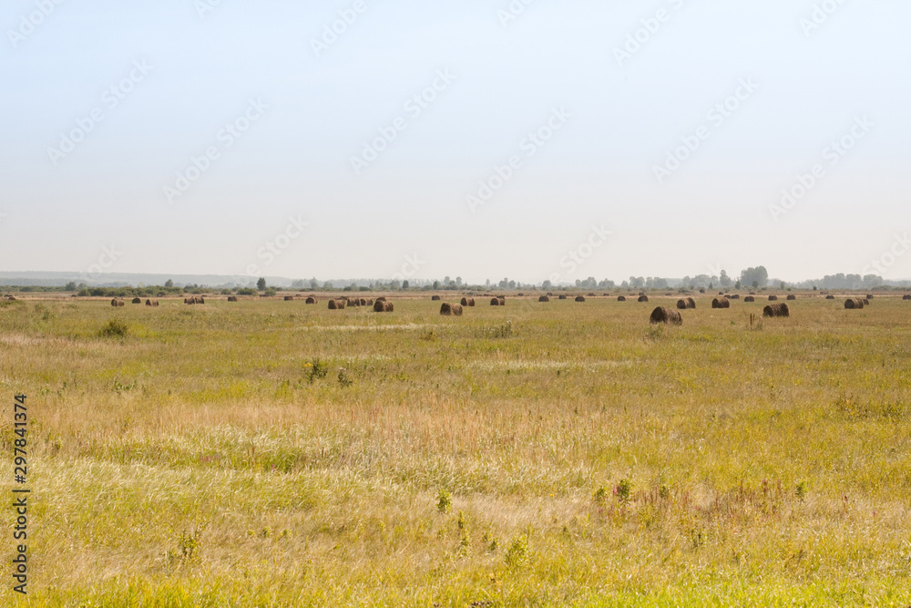 herd of cows