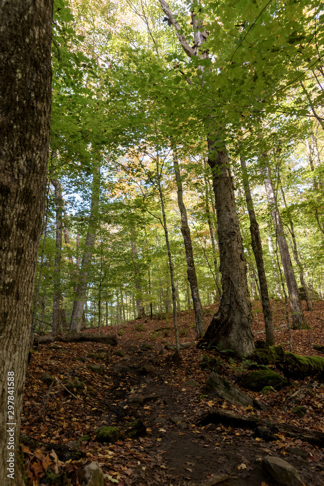 Naklejka premium Forest in Algonquin National Park. Ontario. Canada
