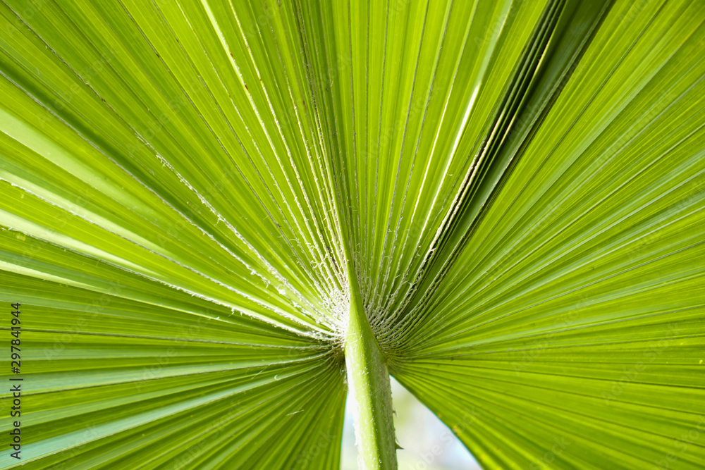 green leaf petten texture background green leaf petten texture background