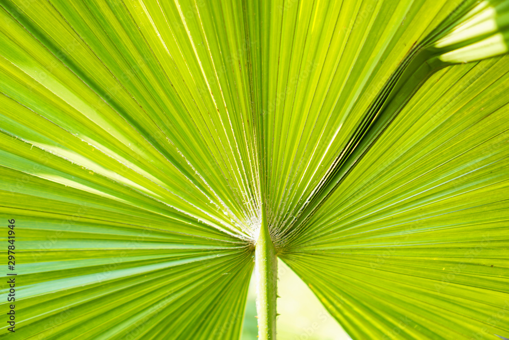 Close-up nature green leaf texture background with light in the back Close-up nature green leaf texture background with light in the back