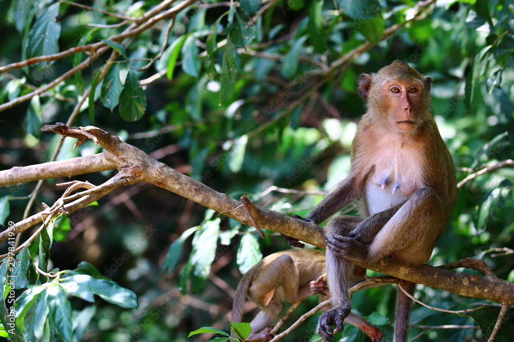 Monkey sitting on tree branch Monkey sitting on tree branch
