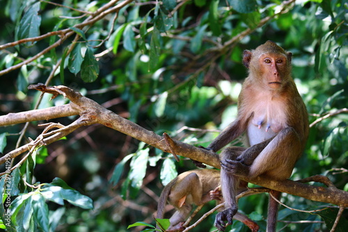 Monkey sitting on tree branch