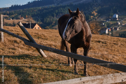 Beautiful brown horse stands on the hill next to the broken fence. Amazing nature landscape with stallion on sunset. Countryside lifestyle.