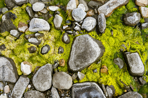 Moss in the Rocks