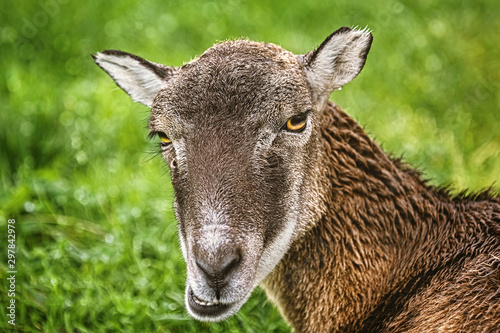 Potrtrait of a Sheep