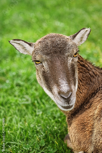 Potrtrait of a Sheep