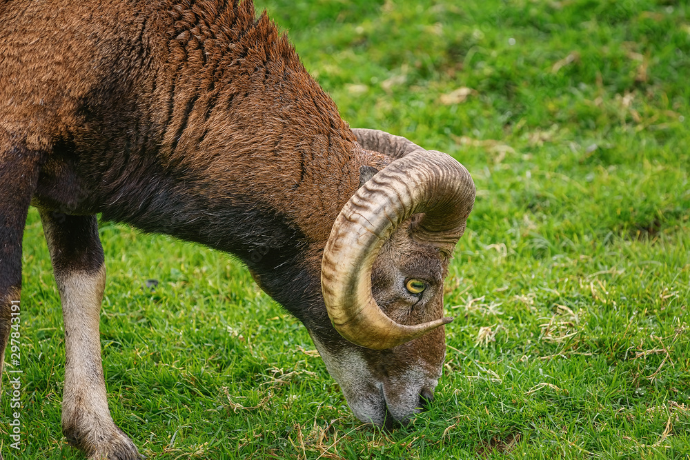 Ram on the Grass Ram on the Grass