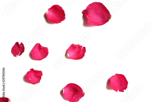 In selective focus of sweet red rose corollas on white isolated background and colorful flora details