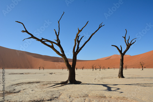 dead tree in the Namib desert at Sossusvlei