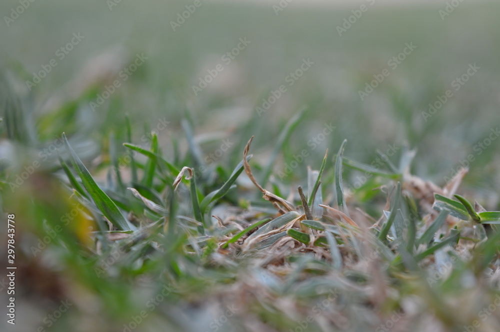 green grees green grees