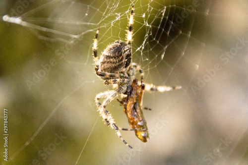 spider with its pray close up