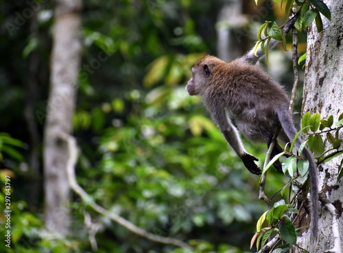 Young macaque monkey about to jump from a tree in the jungle