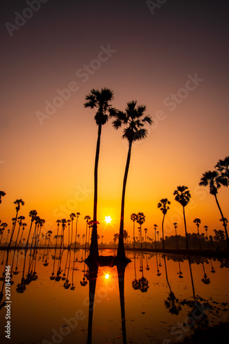 Beautiful scenery silhouette Sugar Palm Tree on the rice field during twilight sky and Sunrise in the moring with Reflection on the Water at Pathumthani province,Thailand.