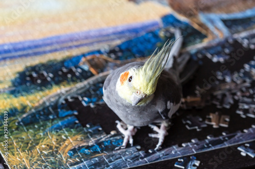 Parrot Corella (Nymphicus hollandicus) sitting on the puzzle pieces. Final of jigsaw puzzle game, top table game. photo