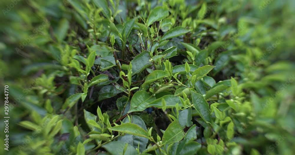 Fresh tea leaves ready for harvest in Cameron highlands close up view, Malaysia Fresh tea leaves ready for harvest in Cameron highlands close up view, Malaysia