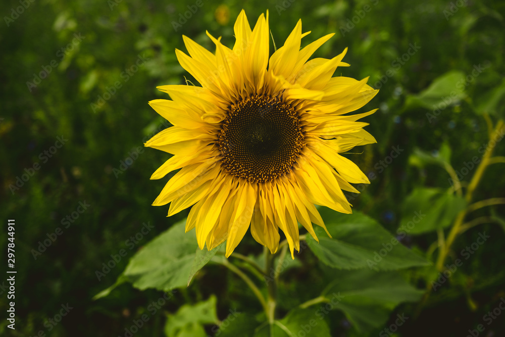 Sonnenblume Sonnenblume