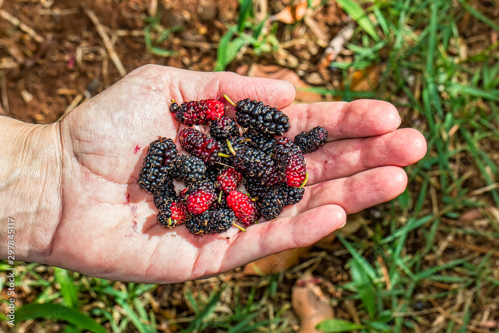 Woman's hand holding a handful of organic blackberries Woman's hand holding a handful of organic blackberries