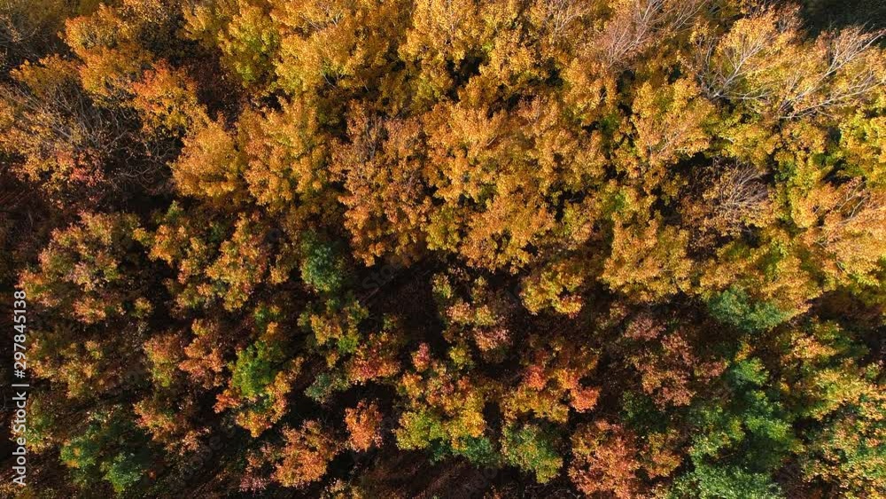 Fall forest from above. Tranquility melancholy. Yellow trees crowns. Windy sunny day. Fall forest from above. Tranquility melancholy. Yellow trees crowns. Windy sunny day.